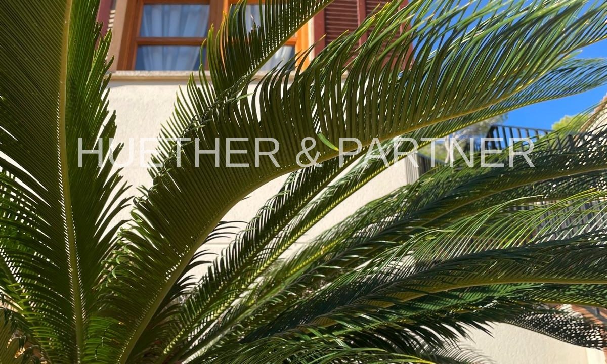 Aussenansicht mit Palme