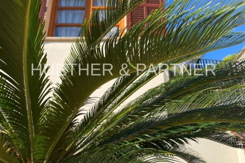 Aussenansicht mit Palme